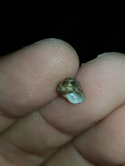 Eurytrochus strangei