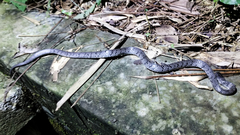 Pareas margaritophorus