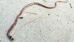 Sinomicrurus macclellandi