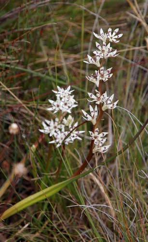 Pepper-and-salt flower (Wurmbea elatior)