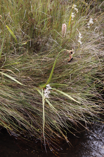 Image of Wurmbea elatior by (c) Tony Rebelo, some rights reserved (CC BY-SA)