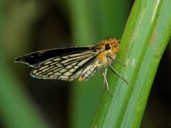 Metisella willemi