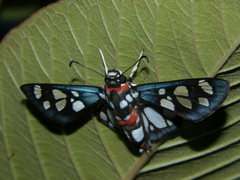 Abantis zambesiaca