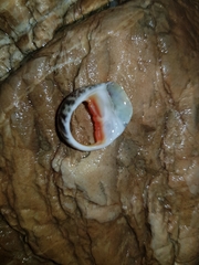 Nerita erythrostoma