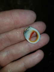 Nerita erythrostoma