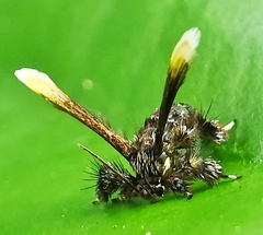 Tyrictaca pulchra