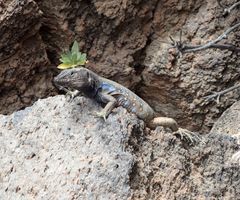 Gallotia galloti galloti