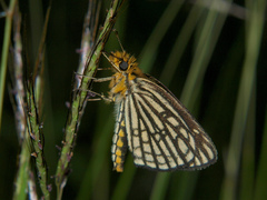 Metisella willemi