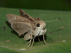 Torbenlarsenia gemella