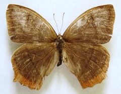 Taygetis rufomarginata