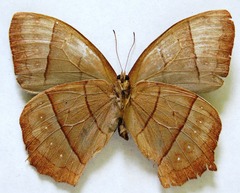 Taygetis rufomarginata