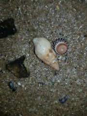 Nodopelagia brazieri