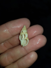 Nodopelagia brazieri