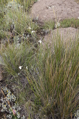 Moraea albicuspa