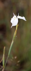 Moraea albicuspa