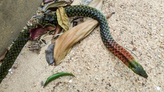 Rhabdophis helleri