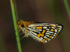 Metisella formosus
