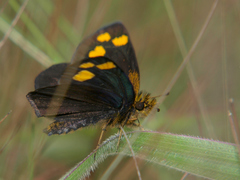 Metisella trisignatus