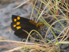 Metisella trisignatus
