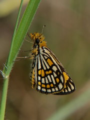 Metisella formosus