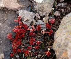 Crassula peploides