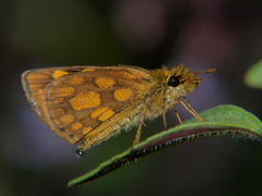 Metisella midas