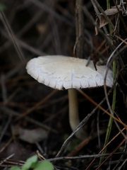 Agaricomycetes
