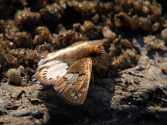Calleagris jamesoni