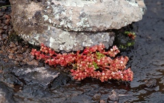 Crassula peploides