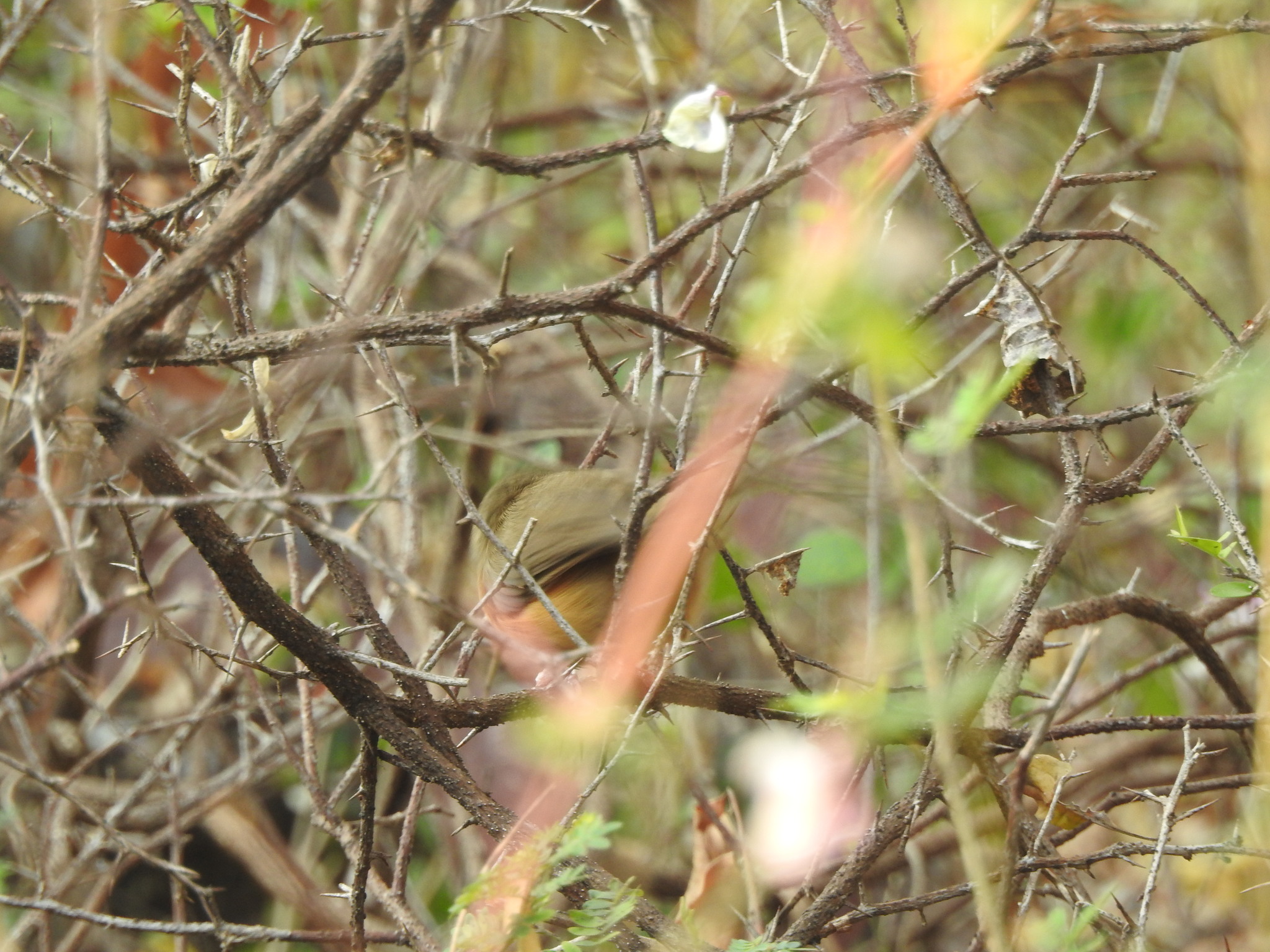 Tawny-bellied Babbler