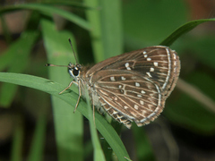 Astictopterus punctulata