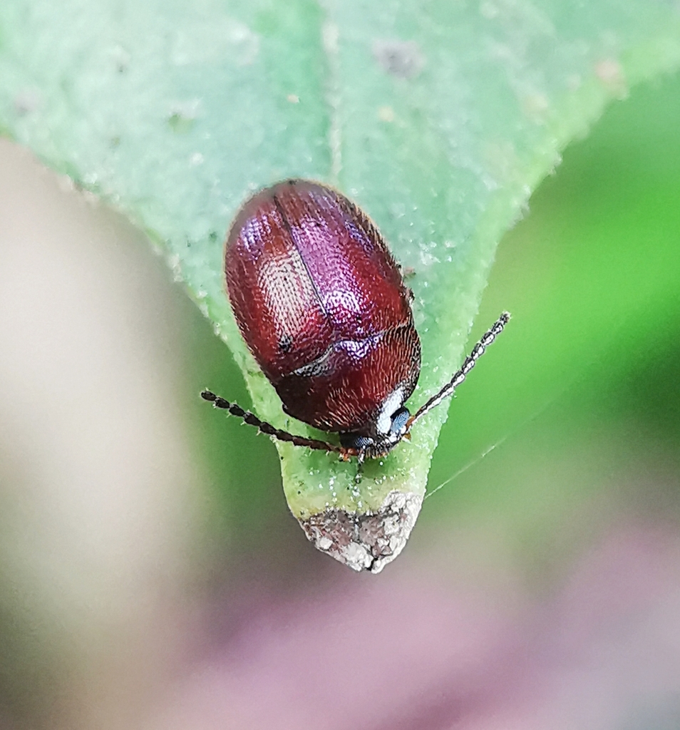 Cistelopsis
