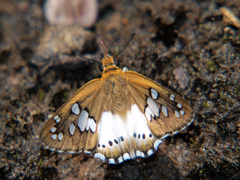 Calleagris jamesoni