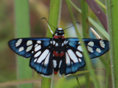 Abantis zambesiaca