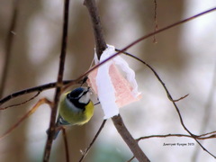 Cyanistes caeruleus