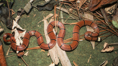 Sinomicrurus macclellandi
