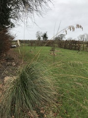 Austroderia richardii