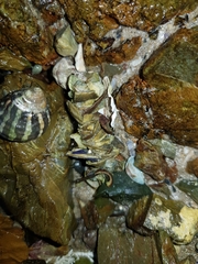 Diopatra dentata