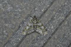 Esakiopteryx volitans