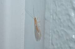 Chrysoperla nipponensis