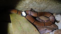 Sinomicrurus macclellandi