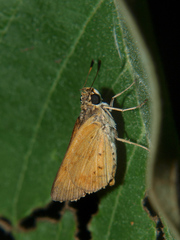 Parosmodes morantii