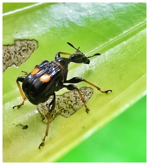 Centrocorynus biguttatus