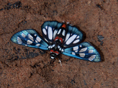 Abantis zambesiaca