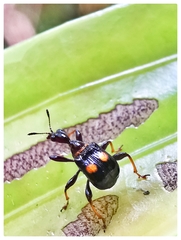 Centrocorynus biguttatus