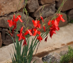 Gladiolus saundersii