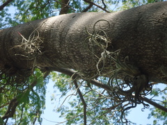 Tillandsia caput-medusae