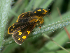 Metisella angolana