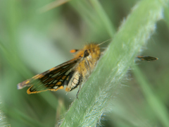 Metisella angolana