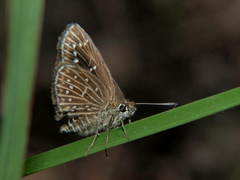 Astictopterus punctulata